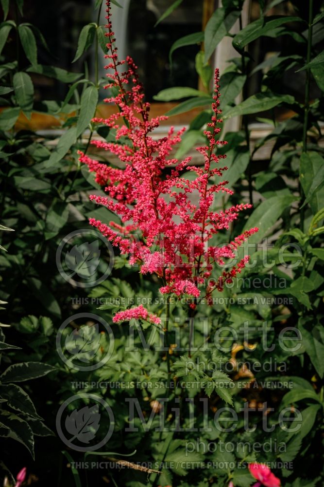 Astilbe Alive and Kicking (Chinese Astilbe) 3 