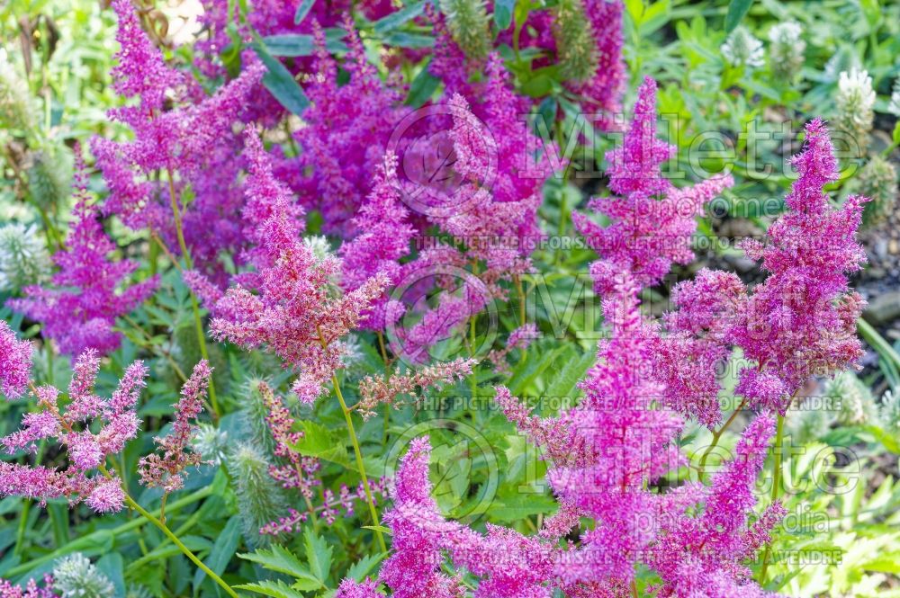 Astilbe Little Vision in Pink (Astilbe) 2