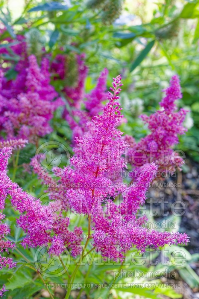 Astilbe Little Vision in Pink (Astilbe) 3