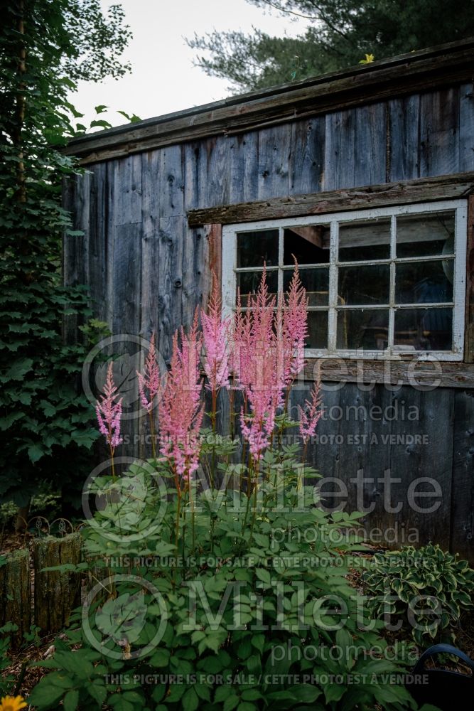 Astilbe Mighty Pip (astilbe) 2