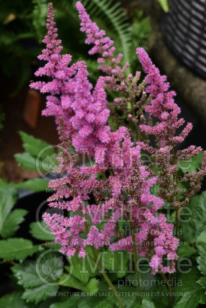 Astilbe Visions (Chinese Astilbe) 14 