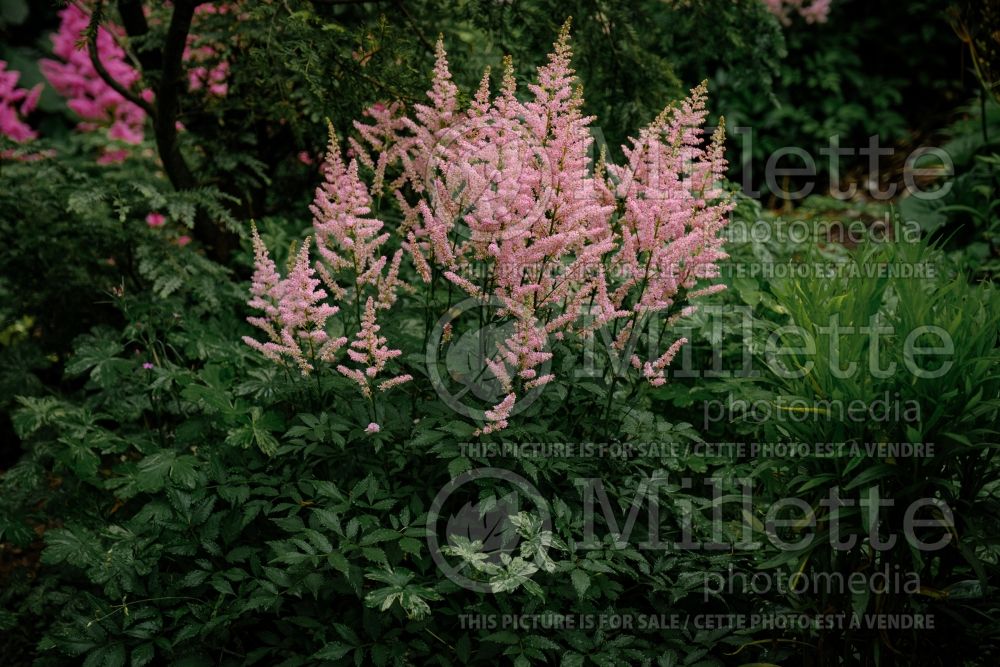 Astilbe Country and Western (Astilbe) 5