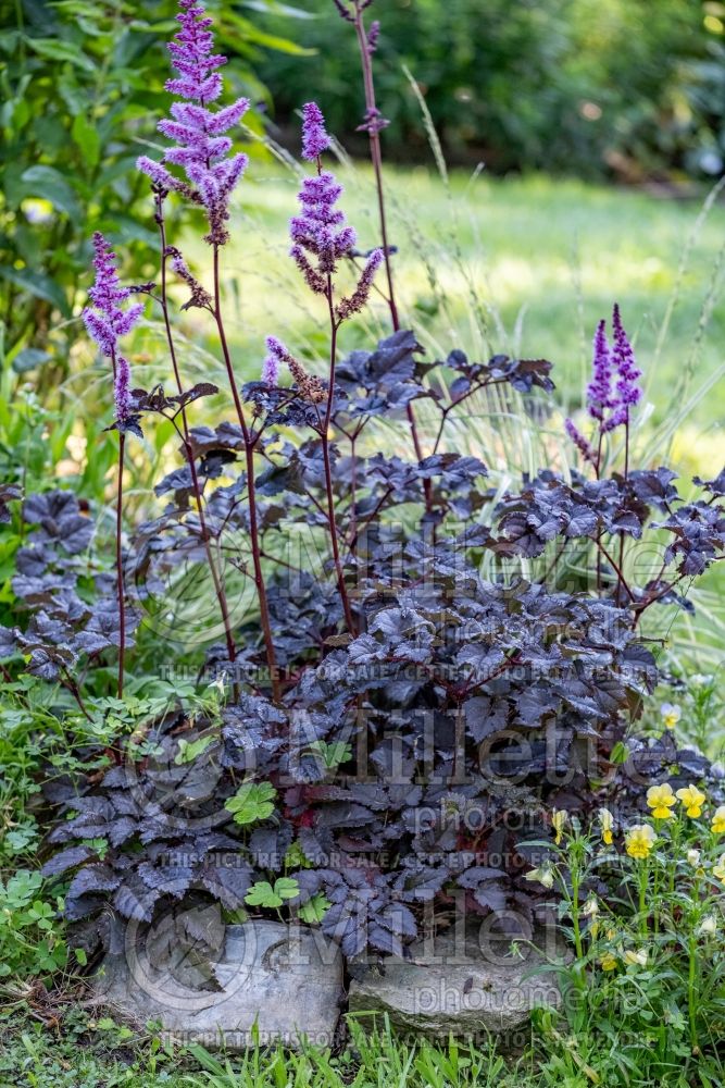 Astilbe Dark Side of the Moon (Astilbe) 2