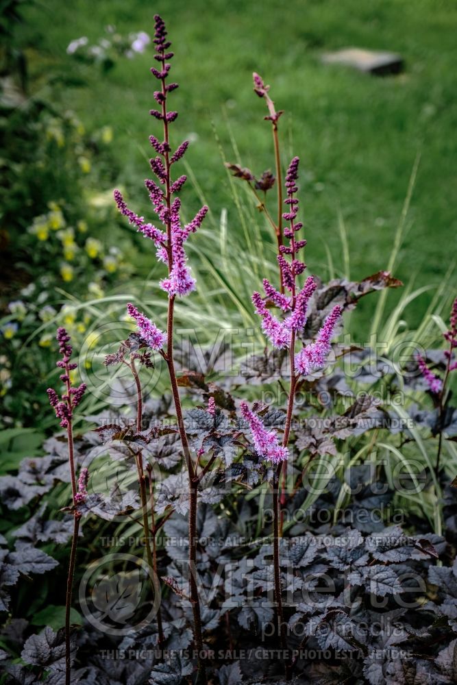 Astilbe Dark Side Of The Moon (Astilbe) 1