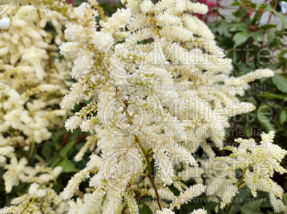 Astilbe Deutschland (Astilbe) 2 