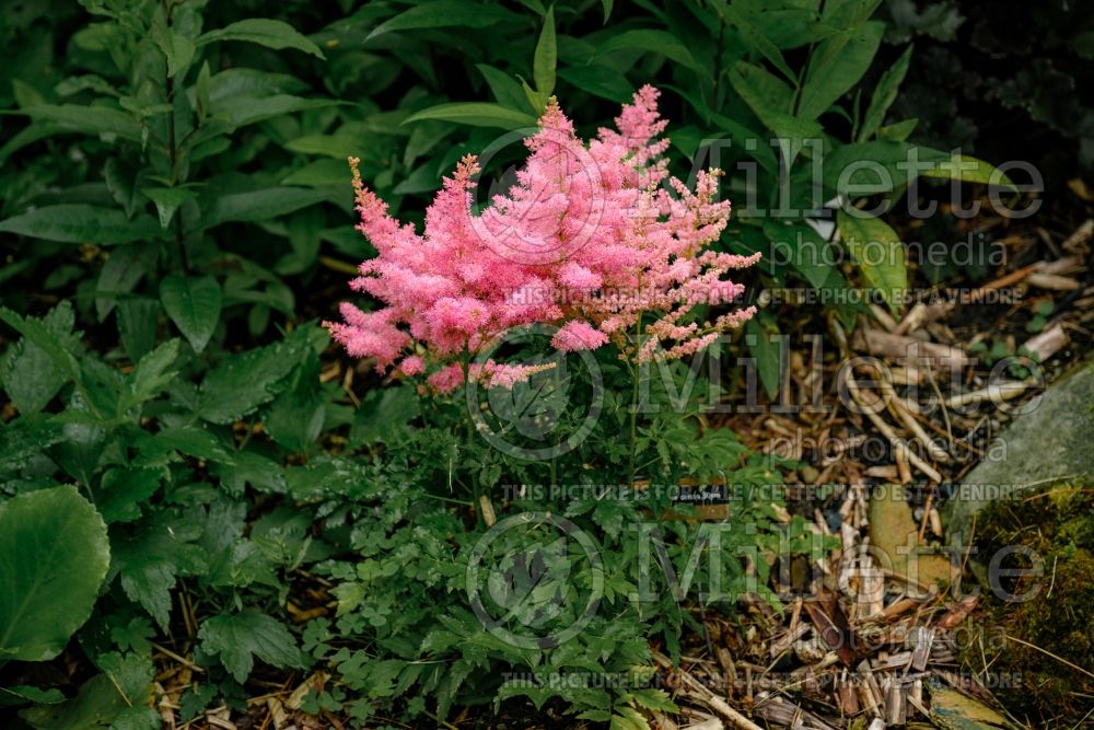 Astilbe Younique Cerise (Astilbe) 2 