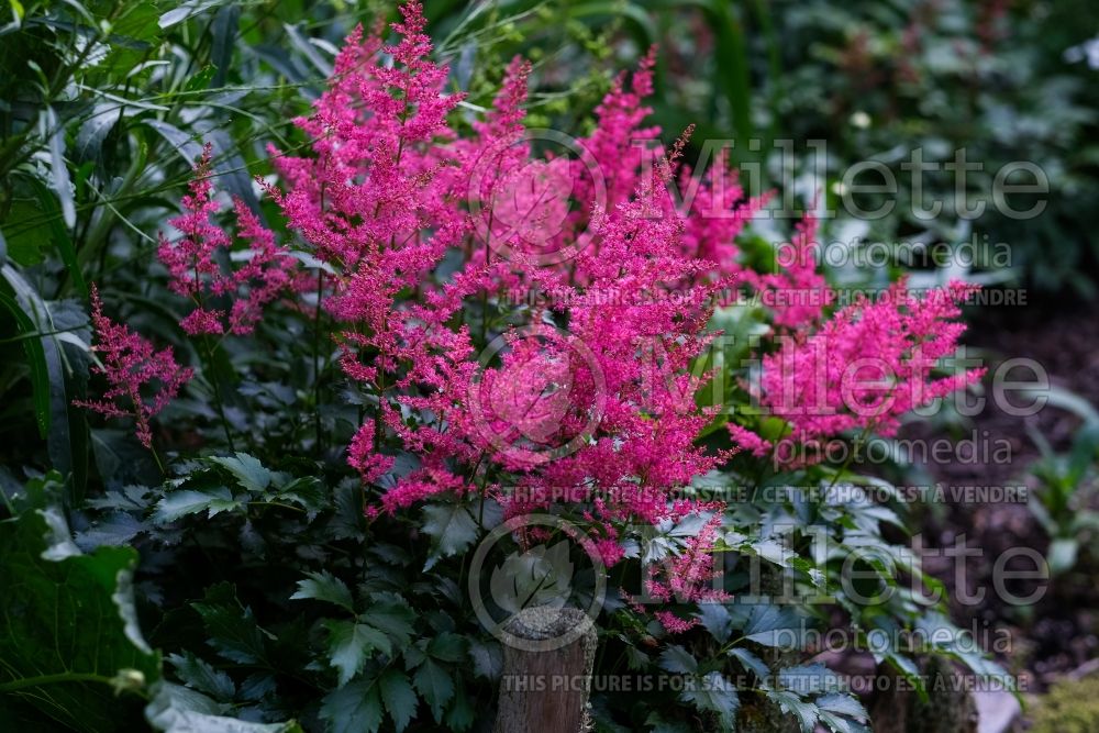 Astilbe Younique Ruby Red (Astilbe) 5