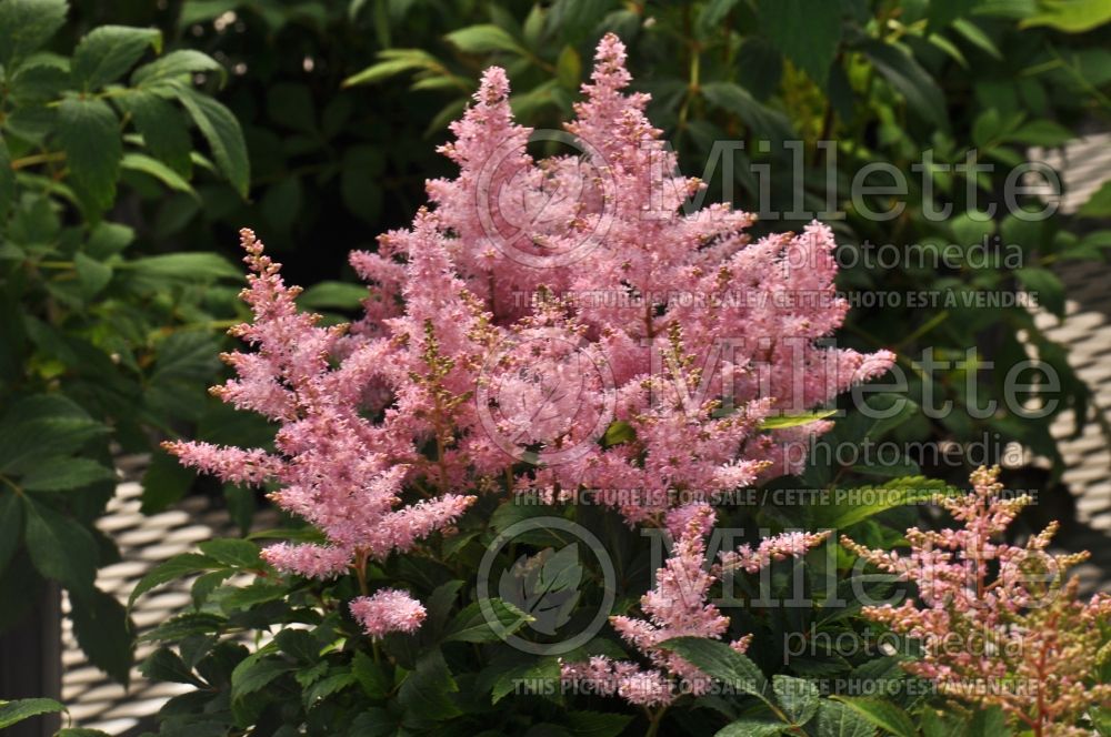 Astilbe Younique Silvery Pink aka Verssilverypink (Astilbe) 13 