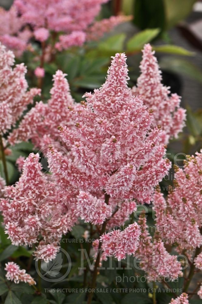 Astilbe Younique Silvery Pink aka Verssilverypink (Astilbe) 12 
