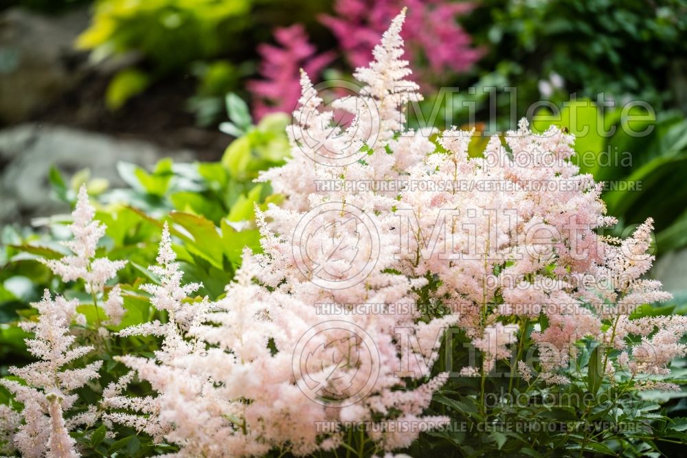Astilbe Younique Silvery Pink aka Verssilverypink (Astilbe) 16 