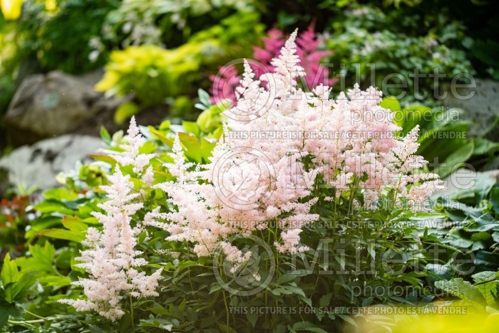 Astilbe Younique Silvery Pink aka Verssilverypink (Astilbe) 17 