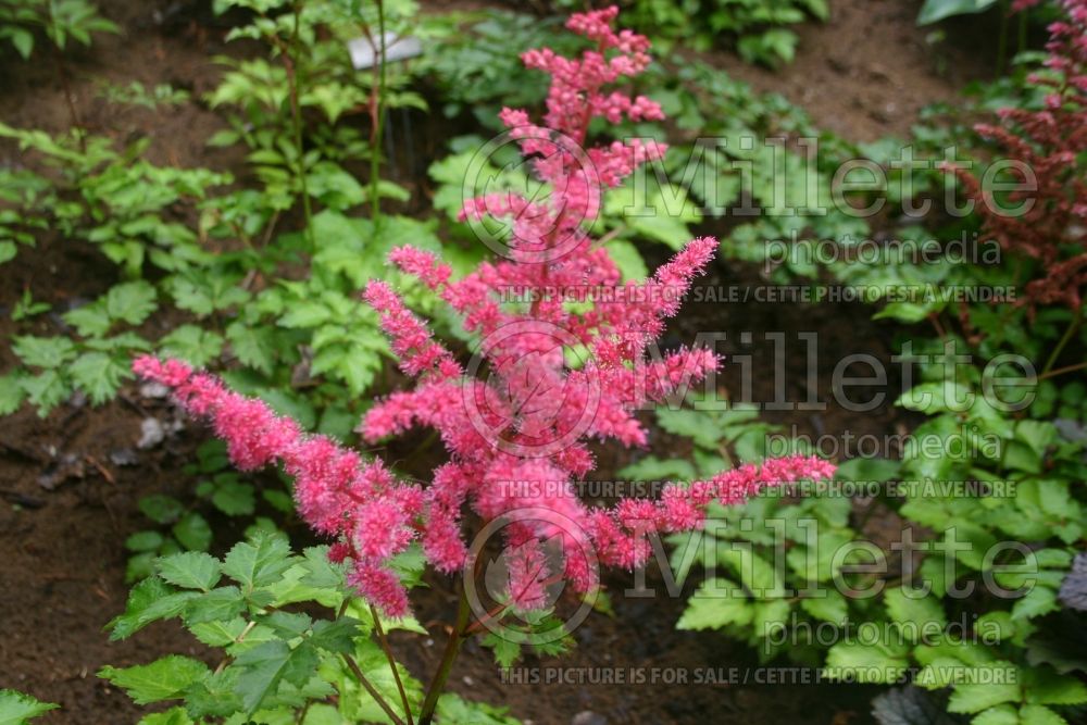 Astilbe Alive and Kicking (Chinese Astilbe) 1