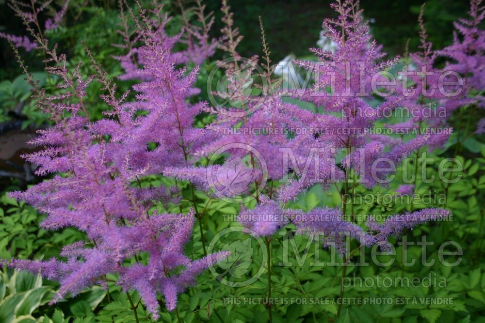 Astilbe Amethyst (Astilbe) 1  