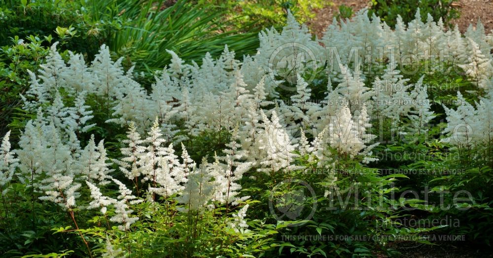Astilbe Rock and Roll (Chinese Astilbe) 2