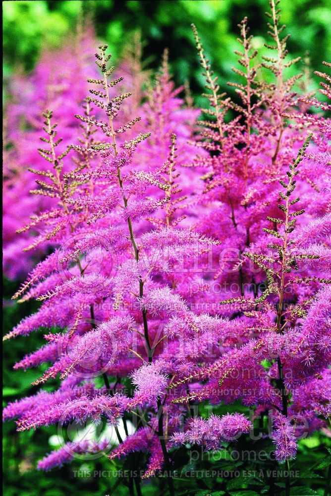 Astilbe Amethyst (Astilbe) 2  