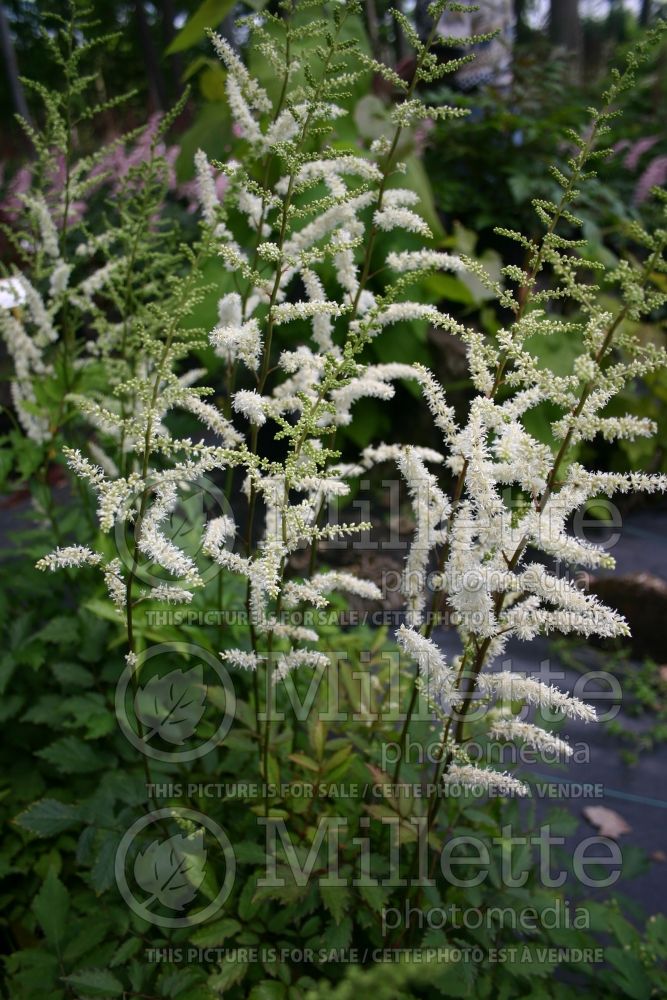 Astilbe Bergkristal (Astilbe) 1 