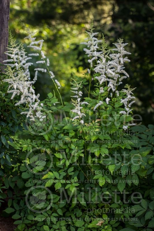 Astilbe Bergkristal (Astilbe) 2 