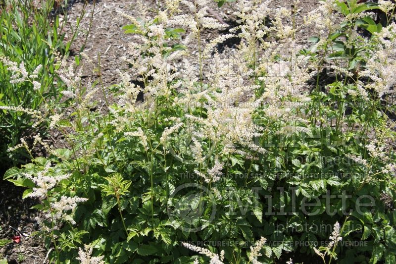 Astilbe Bridal Veil or Brautschleier (Astilbe) 2 