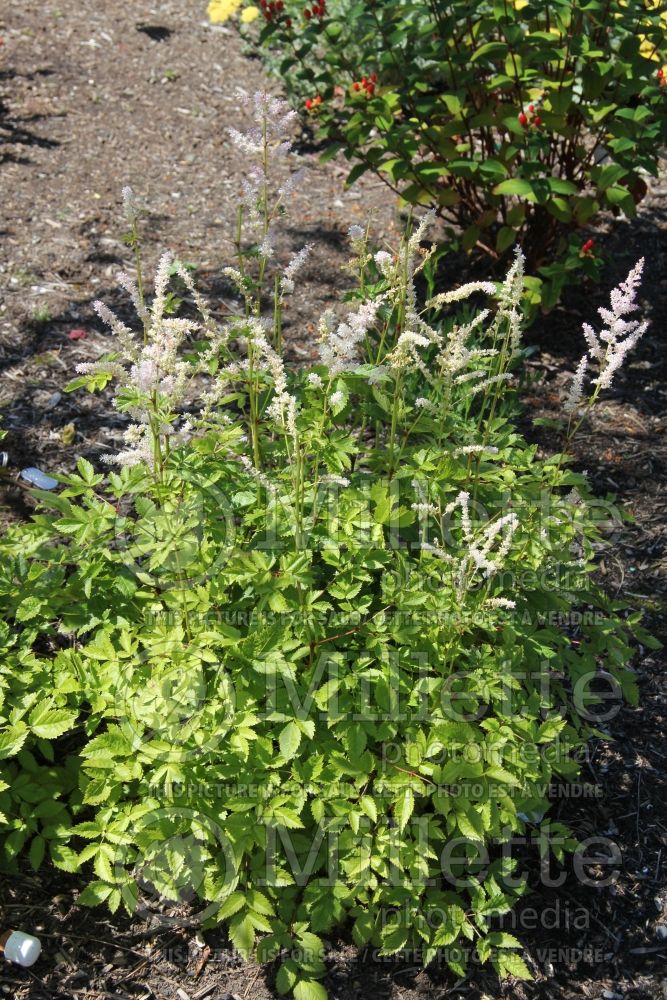 Astilbe Bridal Veil or Brautschleier (Astilbe) 4 