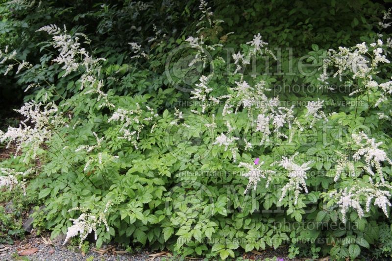 Astilbe Bridal Veil or Brautschleier (Astilbe) 6 