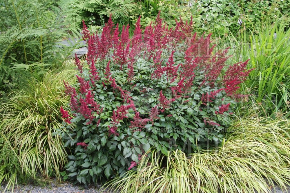 Astilbe Burgundy Red (Astilbe) 1  