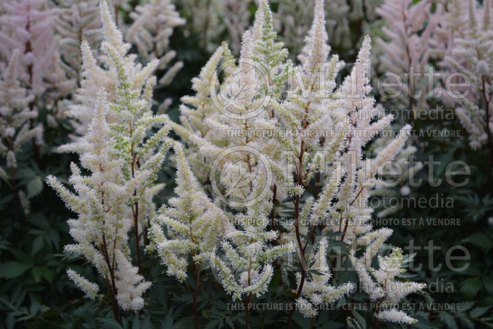 Astilbe Cattleya (Chinese Astilbe)  1