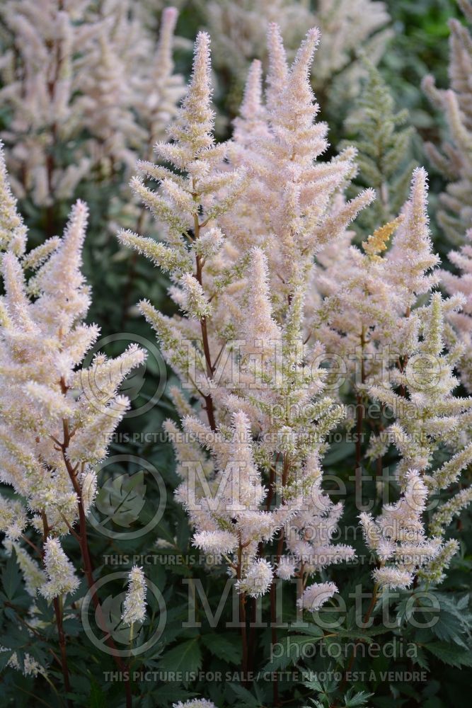 Astilbe Cattleya (Chinese Astilbe)  2