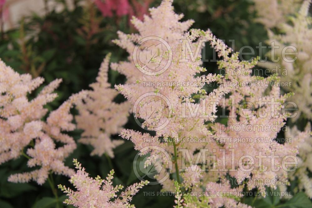 Astilbe Europa (Astilbe) 9 