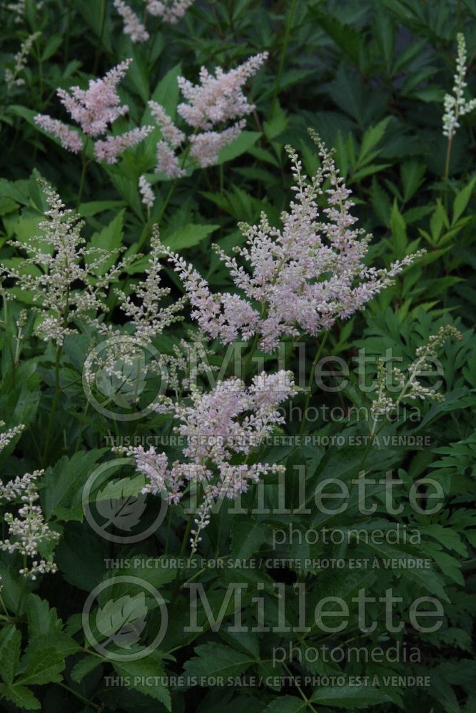 Astilbe Europa (Astilbe) 10 