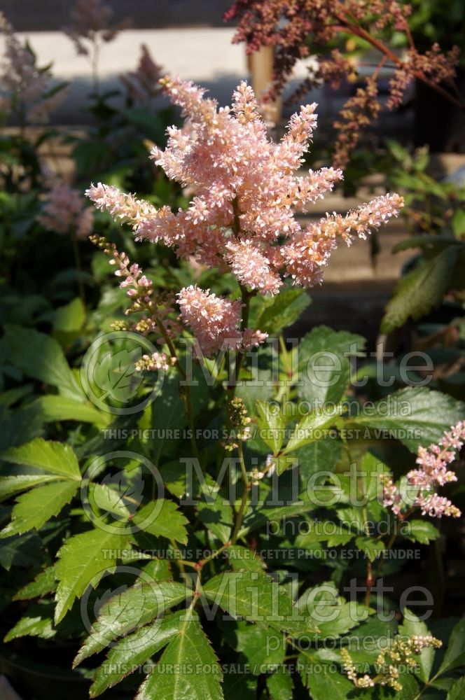 Astilbe Europa (Astilbe) 2 