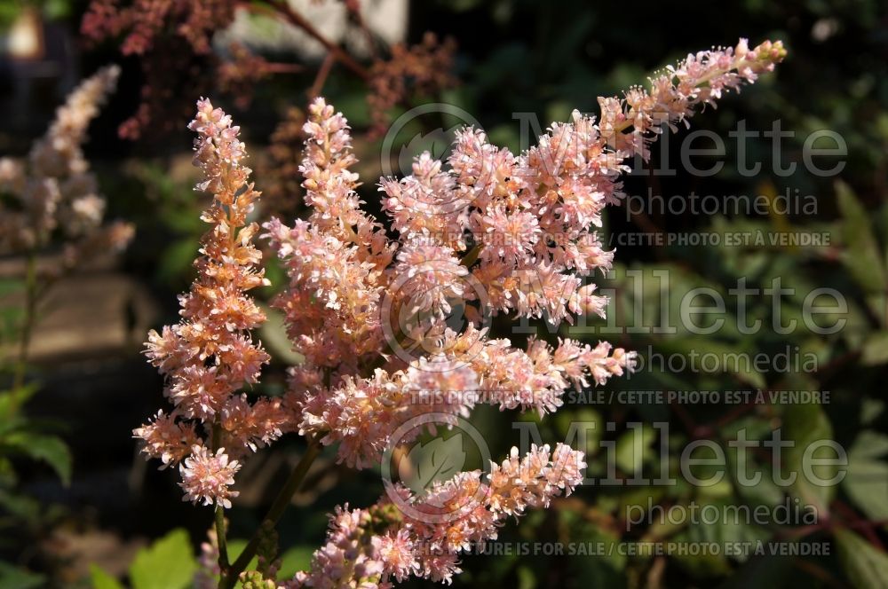 Astilbe Europa (Astilbe) 3  