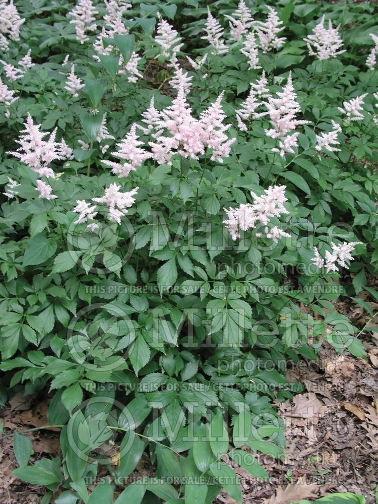 Astilbe Europa (Astilbe) 12