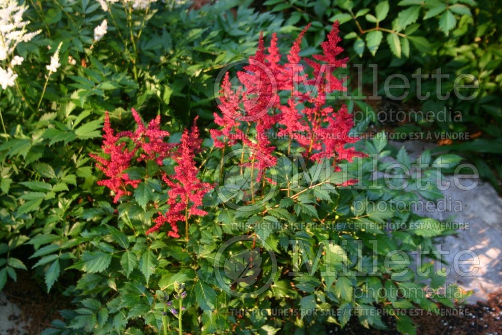 Astilbe Fanal (Astilbe) 3 