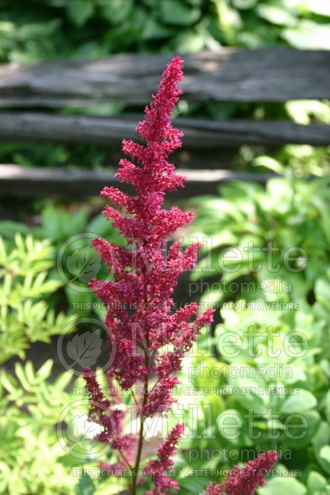 Astilbe Fanal (Astilbe) 7