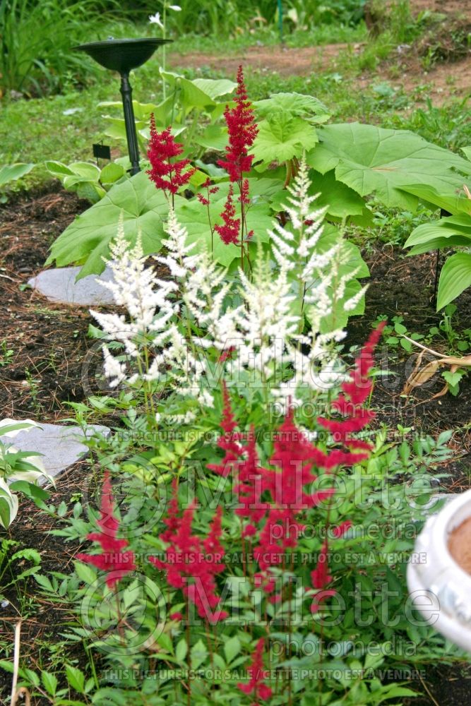 Astilbe Fanal (Astilbe) 2 