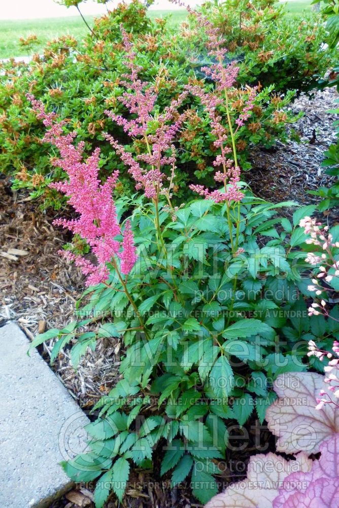 Astilbe Fanal (Astilbe) 8 