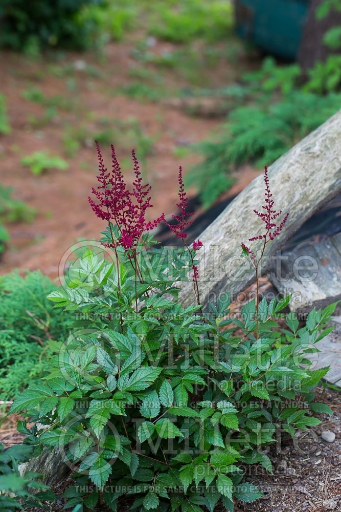 Astilbe Fire (Astilbe) 2 