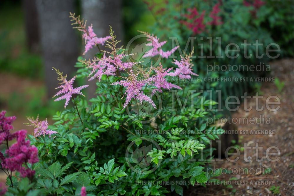 Astilbe Flamingo (Astilbe) 1 