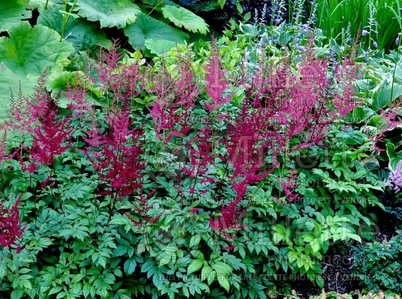 Astilbe Glut aka Glow (Astilbe) 1 