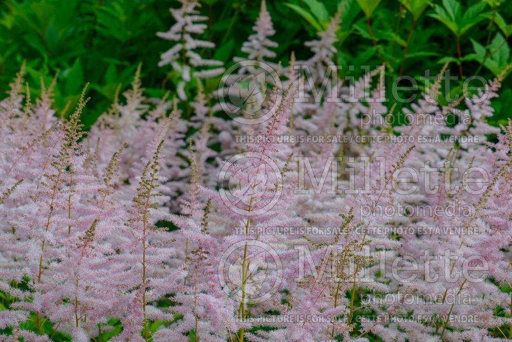 Astilbe Hyacinth (Astilbe) 1 