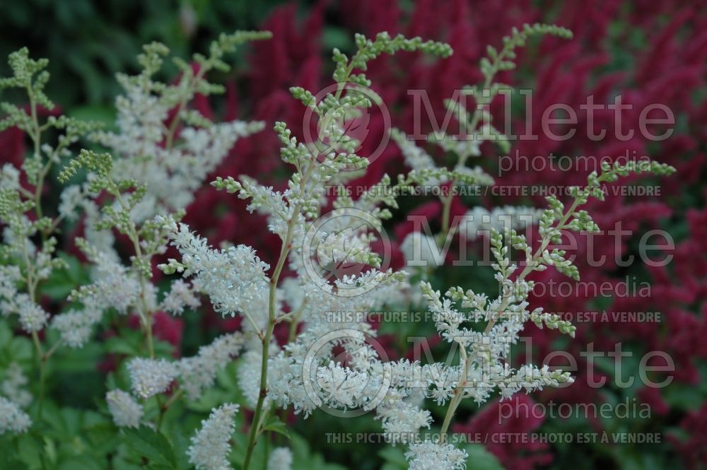 Astilbe Lili Goos (Chinese Astilbe) 1