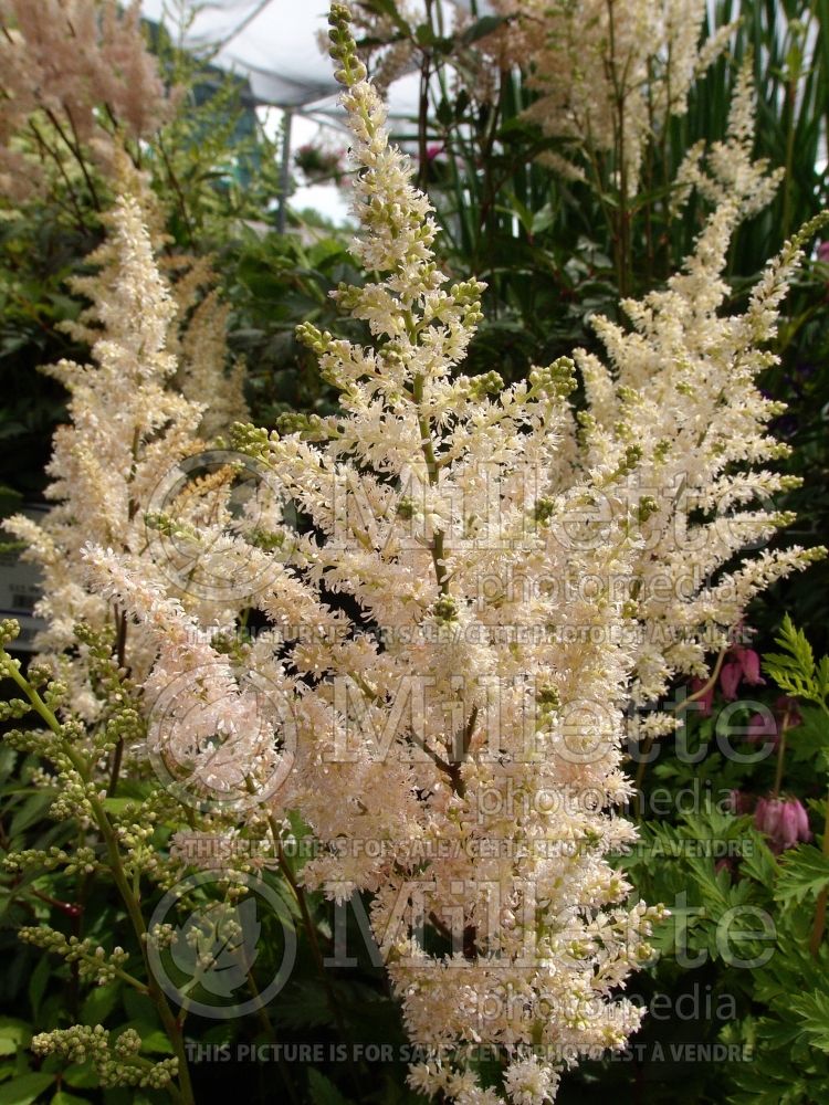 Astilbe Peach Blossom (Astilbe) 3