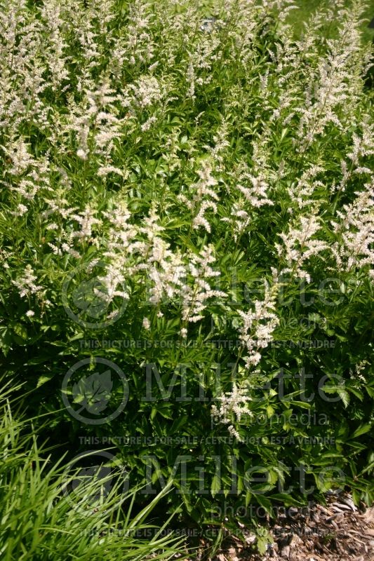 Astilbe Snowdrift (Astilbe)  2