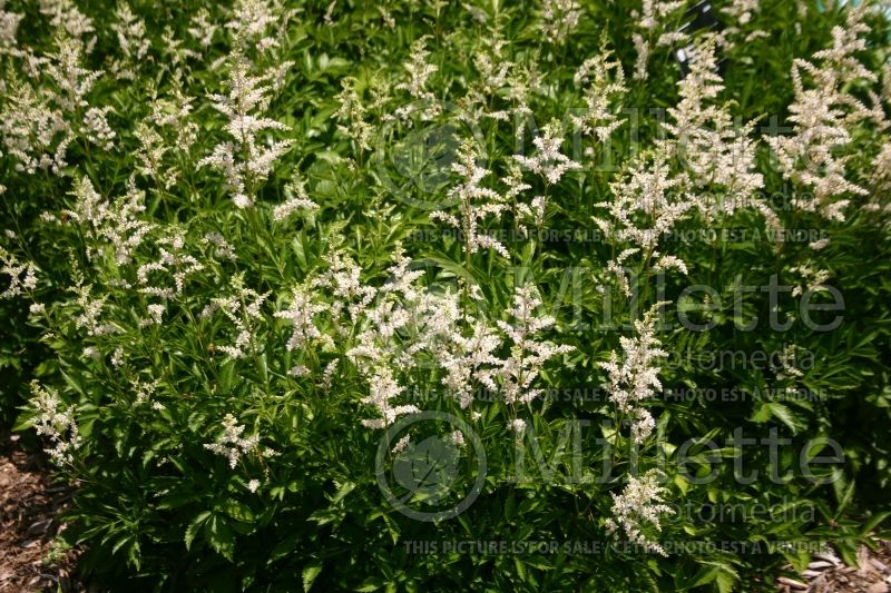 Astilbe Snowdrift (Astilbe)  3