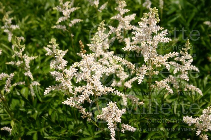 Astilbe Snowdrift (Astilbe)  4