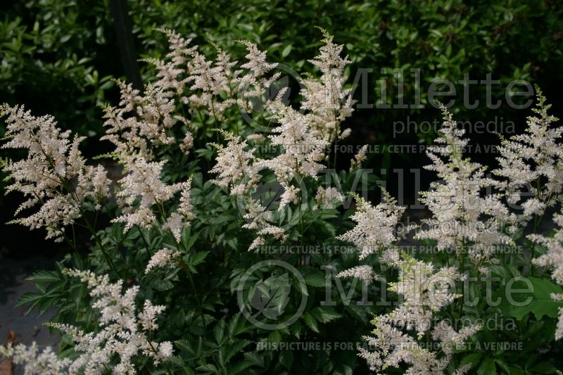 Astilbe Snowdrift (Astilbe)  1