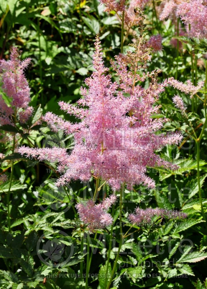 Astilbe Venus (Chinese Astilbe)  3