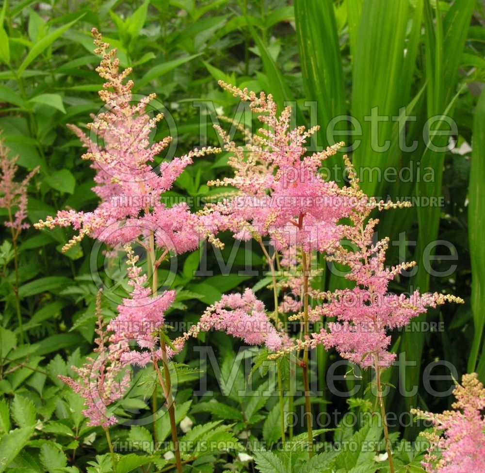 Astilbe Bressingham Beauty (Astilbe) 1