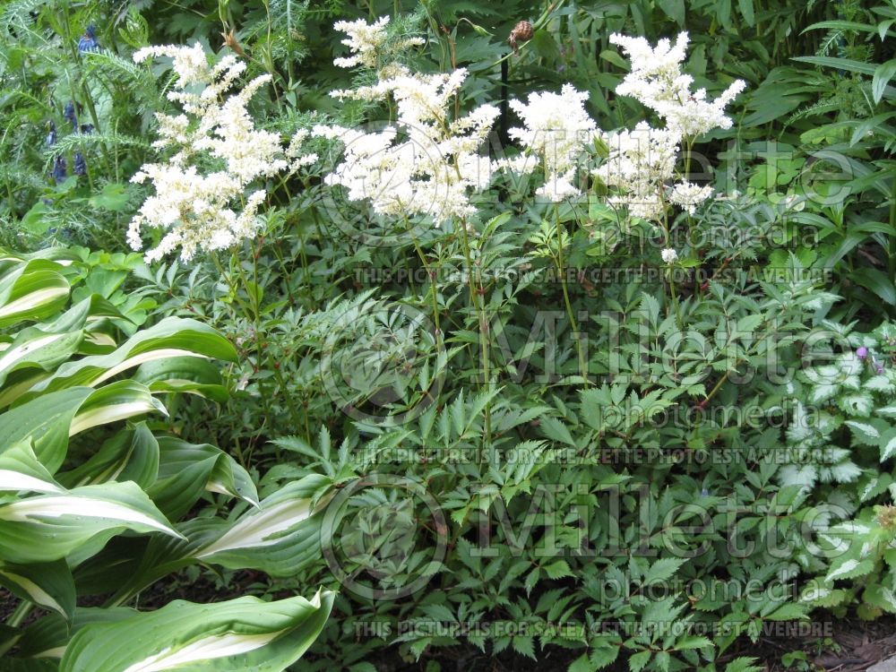 Astilbe Bridal Veil or Brautschleier (Astilbe) 1 