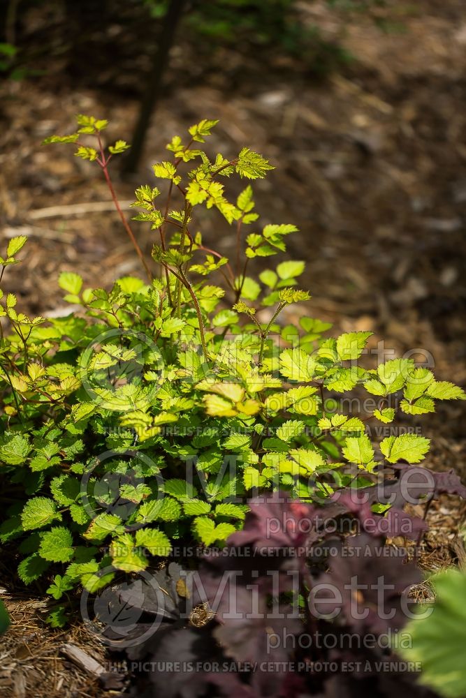 Astilbe Amber Moon (Astilbe) 1